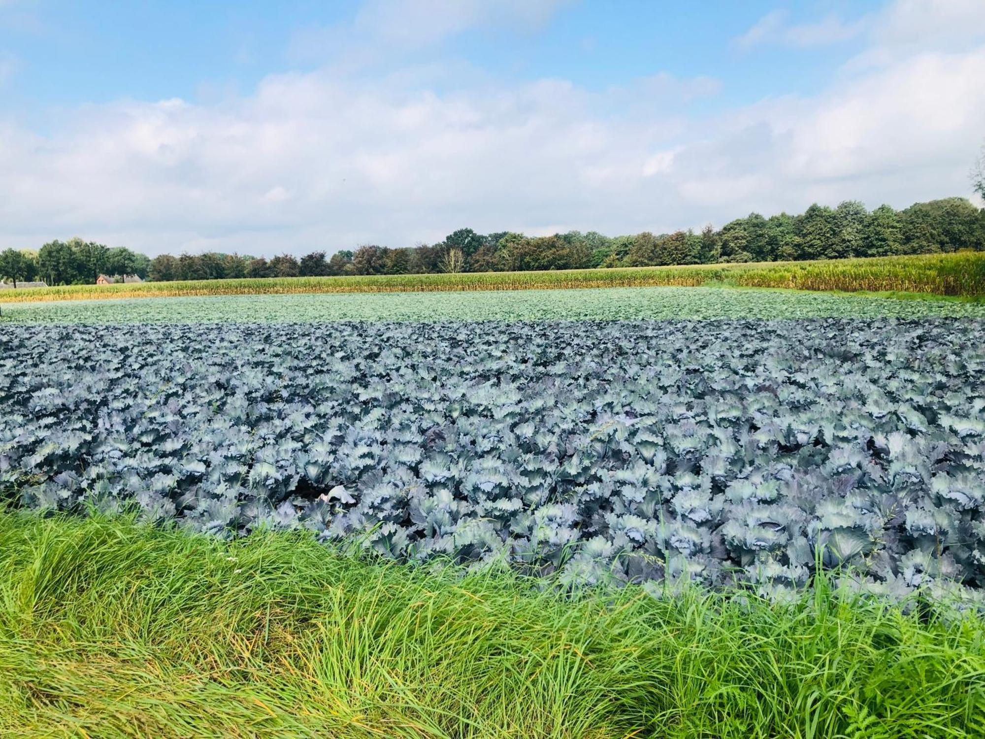 Bed and Breakfast B &B Yuupke Maasbree Noord-Limburg Venlo Roermond Екстер'єр фото
